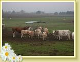 Villers_au_Tertre_24.11.2011 (7)